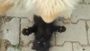 Kedi ile köpeğin dostluğu görenleri şaşırtıyor