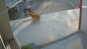 Köpekten kaçmak isterken kamyon çarptı
