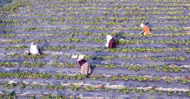 Köylerde imeceyle çilek hasadı başladı