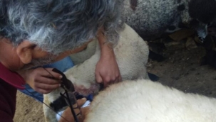 Kurbanda satacaktı kurtlar yedi