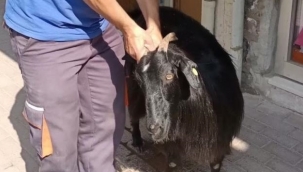 Kurbanlık keçi firarda