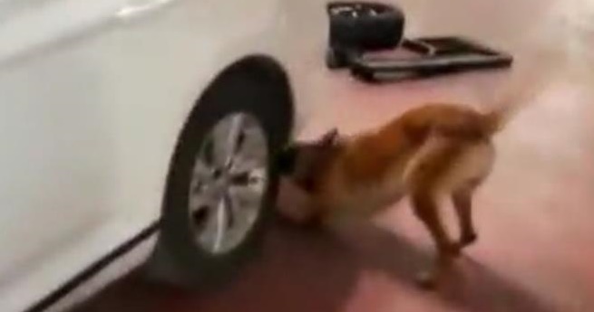 Operasyonda 16 kilo esrar ele geçirildi