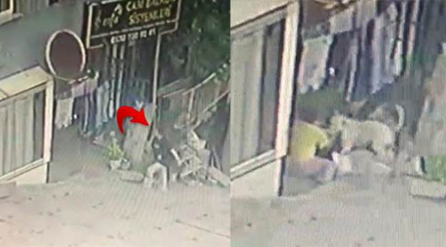 Pitbull dehşeti kamerada!