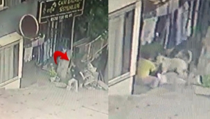 Pitbull dehşeti kamerada!