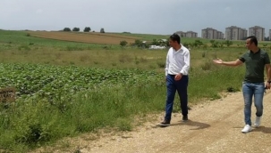 Tarlasına ayçiçeği ekilen çiftçi bakın ne yaptı