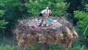 Yaren leyleliğin anne yüreği