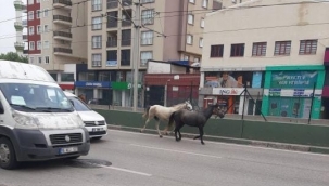 Başıboş atlar trafiği birbirine kattı