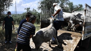Boğalar, kurban yakalama timinden kaçamadı