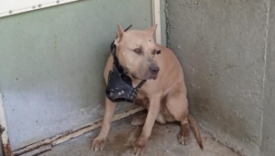 Bu köpekleri besleyenler dikkat!