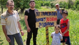 Bu tarladaki meyve ve sebzeler bedava