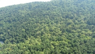 Bursa'da ormanlara girmek yasaklandı