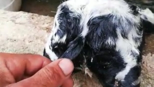 Çift başlı kuzu şaşkınlığı