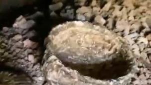 Dünya çapındaki keşfin altından tatlı troll çıktı