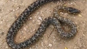 Güvercinleri boğan yılanı böyle yakaladı