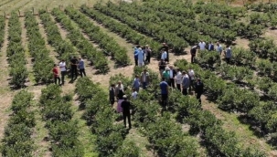 İznik’te yaban mersini festivali