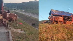 Kamyonet kasasında boğa güreşi