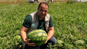 Karacabey’de karpuz hasadı başlıyor