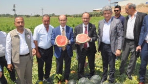Karacabey’de karpuz şenliği
