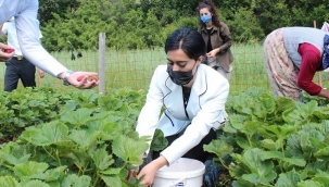 Keles'teki çilek hasadına Kaymakam eli değdi