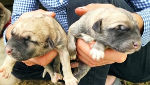 Köpeği tek seferde 'servet' doğurdu