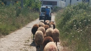 Koyunlar kaçtı Gemlik zabıtası buldu