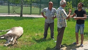 Kaçak düve için operasyon!