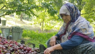 Meşhur Napolyon kirazı dalda kaldı