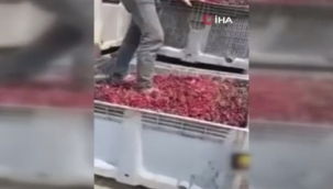 Meyveleri ayakkabıları ile ezen 4 kişi serbest