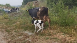 Tek gitti yavrusu ile döndü