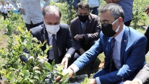 Yaban mersininde hedef 20 bin ton