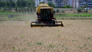 Ziraat Fakültesi’nde hasat zamanı