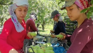 Armut hasadında fiyatlar çiftçiyi mutlu etti