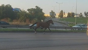 Başıboş at dört nala yolda trafiği altüst etti