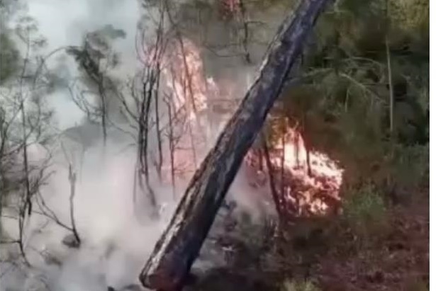 Bursa'da orman yangını
