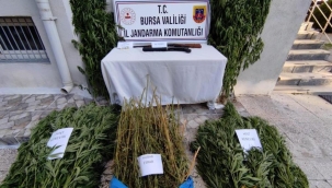Bursa'da uyuşturucu tarlasına baskın
