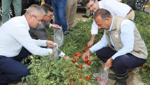 Domates hasadında salça fabrikalarına çağrı