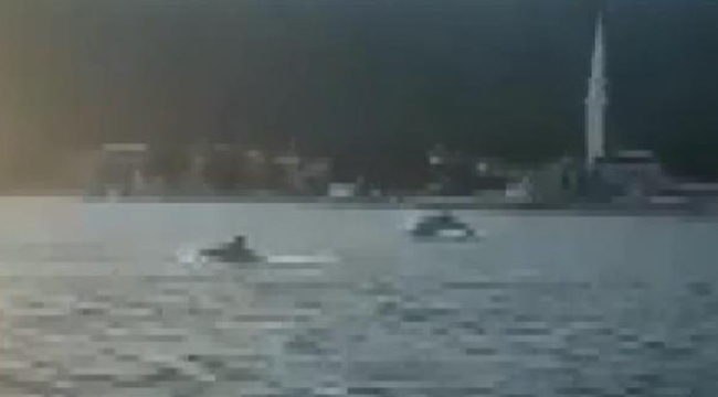 Gemlik körfezini yunuslar bastı