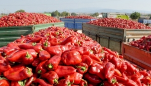 Kapya biberinde hasat başladı, çiftçi umutlu