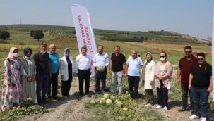 Konaklı'da kavun bereketi