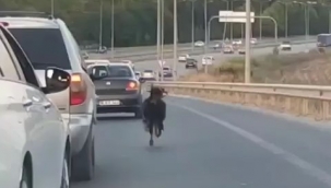 Otobana çıkan keçi, trafiği alt üst etti
