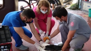 Rotayı şaşıran leylek oto yıkamacıya indi