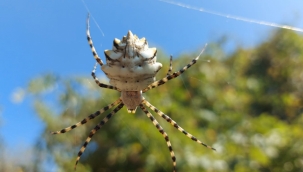 Samsun'da 'argiope lobata' örümceği görüntülendi