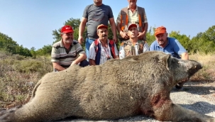 Tarlalarına dadanan 400 kiloluk domuzu vurdular