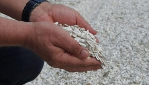 Tescilli ay çekirdeği hasadı başladı