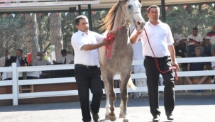 TİGEM tay satışından 8 milyon 541 bin liralık gelir elde etti