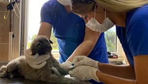 Araba çarpan köpek tedavi altına alındı