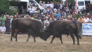 Boğa güreşleri İspanya arenalarını aratmadı