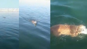 Boğulmak üzere olan köpeği balıkçılar kurtardı