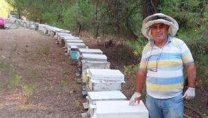 Bu orman arıcıların akınına uğruyor