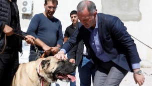 Çoban köpekleri İnegöl’de yarıştı